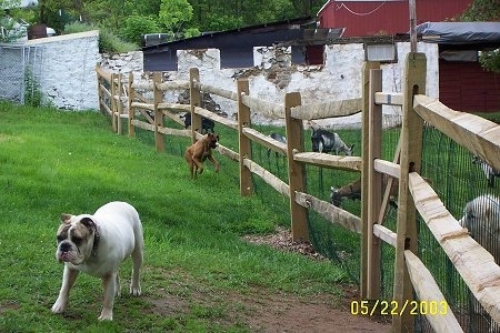 Allie the Boxer is running across a fence line pouncing at the goats and Spike the Bulldog is walking away