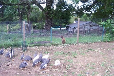 Allie the Boxer is sitting behind a wire fence and looking at the Guinea fowl