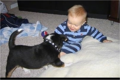 The back right side of a tri-color Aussiedor Puppy that is wearing a spiked necklace and it is playing with a baby