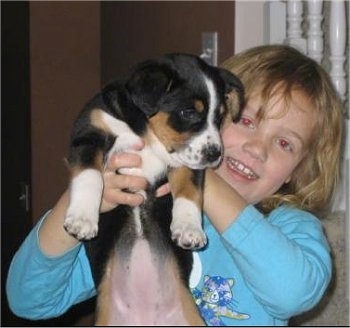 A tri-color Aussiedor puppy is being held in the air by a child.