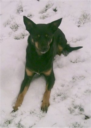 A black with brown Australian Kelpie is laying down in snow and it is looking forward.