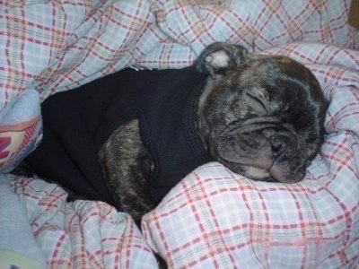 Jacob the Buggs puppy wearing a black shirt and sleeping in a blanket