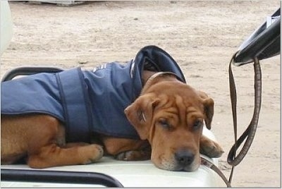 Angus the Ba-Shar laying on a golf cart with a jacket on