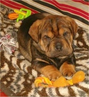 Max the Ba-Shar as a puppy laying on a bed with dog toys in front of him