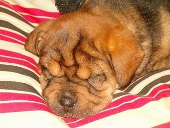 Close Up - Max the Ba-Shar as a puppy laying on a bed