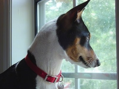 Close Up - Ramsey the Basenji looking out of the window