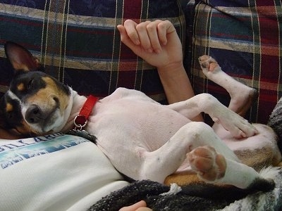Ramsey the Basenji taking a nap belly up on top of a person