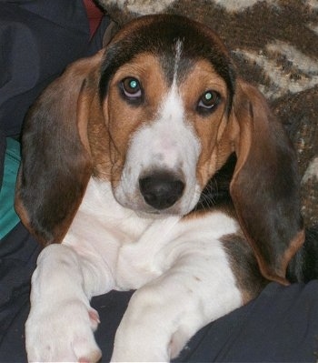 Ronya the Basset Artesian Normand puppy laying on top of a person