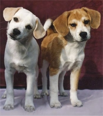 Beagle Cross Breeds