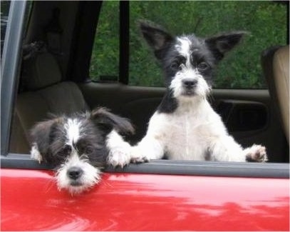 Cuddles and Frenchie the Boshihs hanging out of the window of a red car