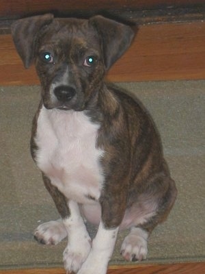 Bosey the Boglen Terrier Puppy sitting on a rug looking at the camera holder