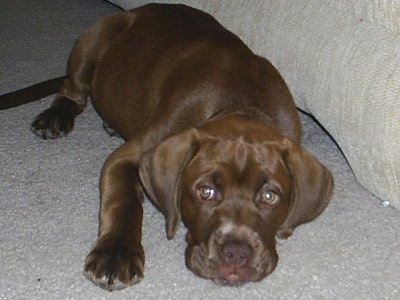 Close Up - Annabel the Boxador Puppy laying down on the carpet next to the tan couch