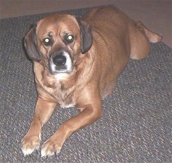 Buffee the Boxador laying on a rug looking at the camera holder