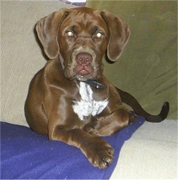 Labrador Boxer