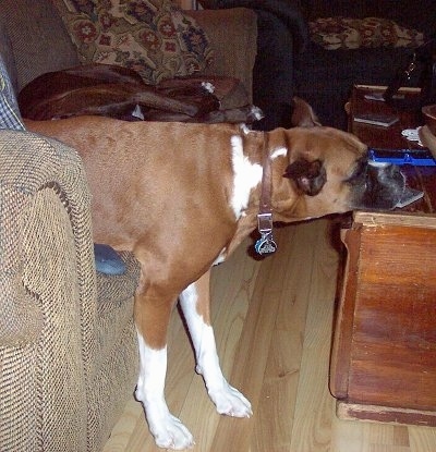 A brown with white Boxer has its backside laying on a couch, its front paws are on the hardwood floor and its muzzle is on a wooden coffee table. It is sleeping.