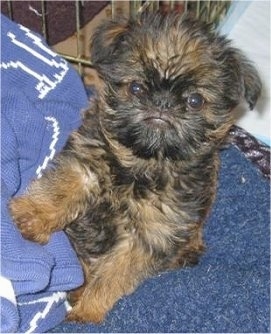 A furry black with tan Belgian Griffon is sitting on a carpet. One of its paws is on a sweater. The dog has a frowning monkey face.