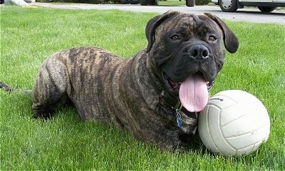 Charlie The Bullmastiff laying in a grassy yard with his mouth open and tongue hanging out with a volleyball in front of him