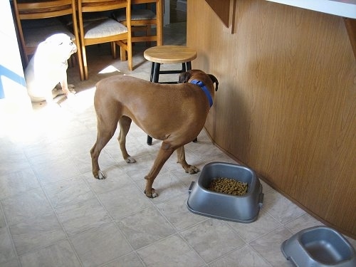 Allie the Boxer is standing in front of a food bowl and looking back at Spike the Bulldog