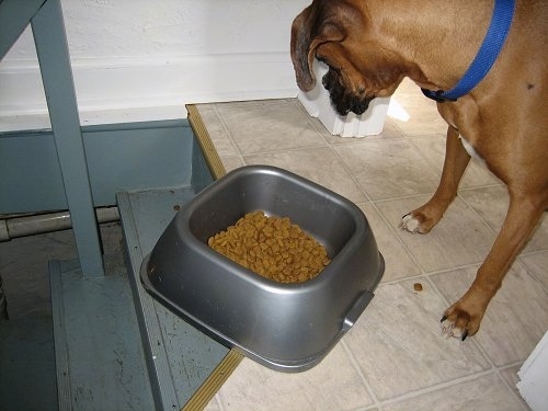 View from down the steps looking up at Allie the Boxer who is standing over the bowl of kibble that is hanging over the edge of the steps