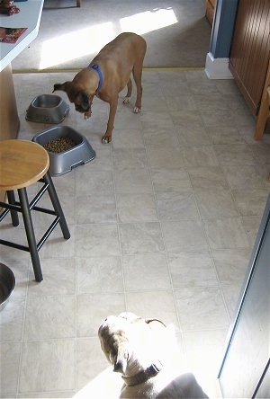 Allie the Boxer is trying to knock over the food bowl and Spike the Bulldog just watches in a corner