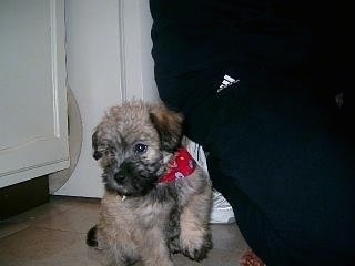 Napo the Cairnoodle puppy is wearing a red bandana and sitting in a kitchen next to a kneeling person wearing Adidas sweatpants