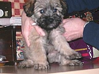 Cairn Poo Puppies