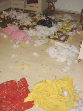Pia Ecko the Dobermann/German Shepherd mix is laying on a rug with cotton and foam from pillow stuffings scattered all over the room. The remains of the red and yellow pillow covers are on the floor