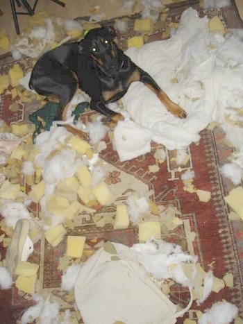 Pia Ecko the Dobermann/German Shepherd mix is laying on a rug riddled with cotton and foam. Pia Ecko is looking at the camera holder