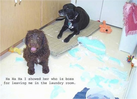 A black Labrador is laying on a chair cushion with a Goldendoodle puppy in front of it with chewed up things all around them