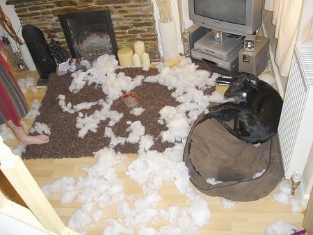 Boris the black Labmaraner is laying on a brown dog bed next to a TV in front of a radiator with white stuffing all over the floor