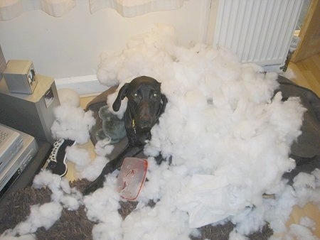 Boris the Labmaraner Puppy is laying on a dog bed and is covered in white stuffing