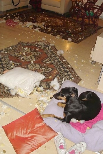 Pia Ecko the Dobermann/German Shepherd mix is laying on a pillow next to a pair of shoes in front of a rug riddled with foam and stuffing all over the floor