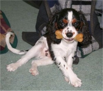 Kirby the Cavalier King Charles Spaniel is sitting on a carpet with a rubber bone in its mouth