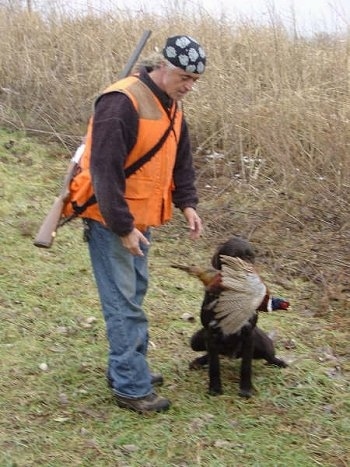 A person wearing an orange vest and wearing a rifle is standing next to a Cesky Fousek sitting in grass with a dead pheasant in its mouth