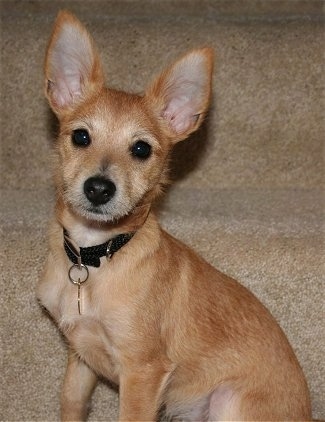 Harley the tan Chi-Poo Puppy is sitting at the bottom of a set of tan carpeted stairs and looking to the camera holder