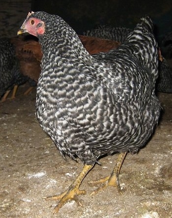 Close up front side view - A Barred Rock Chicken is standing in dirt and it is looking to the left