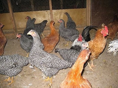 A brood of Barred Rock, New Hampshire Red and Rhode Island Red chickens are standing in a barn on a dirt surface. There is a Banty Rooster mixed in there.