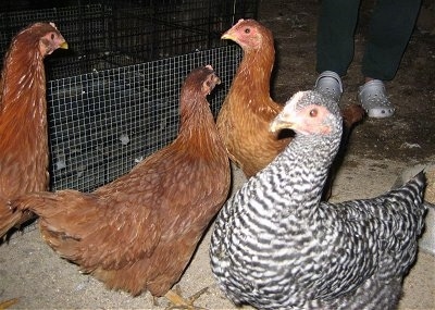 Three New Hampshire red chickens are looking to the right and a Barred Rock Chicken is looking to the left.