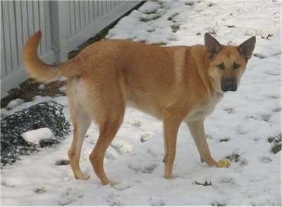 Hurricane Kodiac Bear the brown with black Chinook is walking around outside in snow next to a white fence