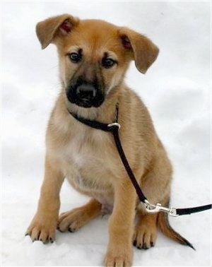 Hurricane Kodiac Bear the Chinook as a young puppy sitting outside in the snow while on a black leash.