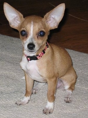 Ruby the tan with white Chipin is sitting on a rug and looking towards the camera holder