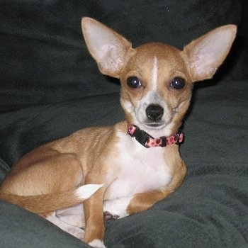 Ruby the tan with white Chipin is laying on a bed and looking towards the camera holder