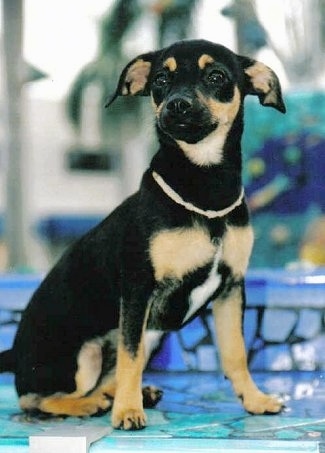 Close Up - Minnie the black and tan Chipin puppy is sitting at the edge of a blue and teal step