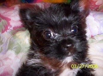 Close Up - Cami the black and white Chorkie puppy is laying on a floral print bed sheet and looking into the camera