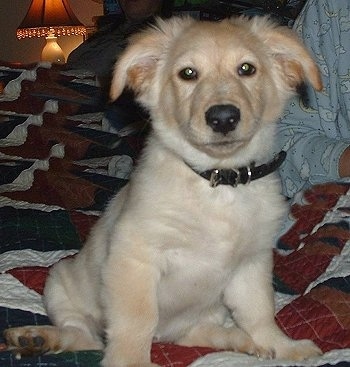 Winston the cream Cockeranian puppy is sitting on a quilt on a bed next to a person in their pajamas