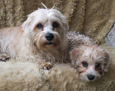 Two tan and white Dandie Dinmont dogs, an adult and a puppy, are laying over the edge of a fur covered couch