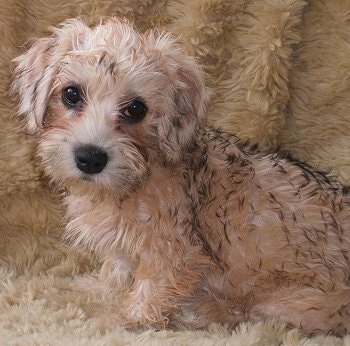 Madge the tan and cream with black tipped Dandie Dinmont puppy is sitting on a fuzzy backdrop