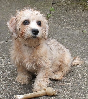 Small Terrier Breeds on Breeds Of Small Dogs   Best Small Dog Breeds  Dandie Dinmont Terrier
