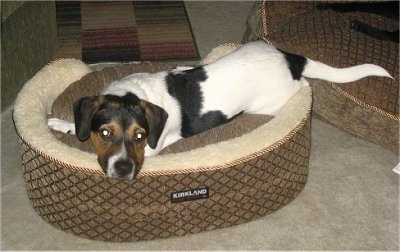 Mason the black, brown and white tricolor Doxle is laying down in a brown and tan dog bed