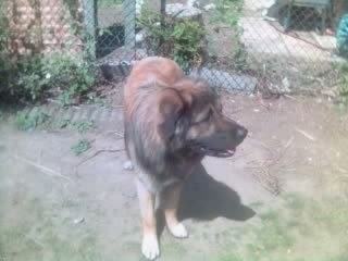 Scobby the Estrela Mountain Dog standing outside in front of a chainlink fence and looking to the left